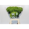 Dianthus Br Kiwi Mellow XXL