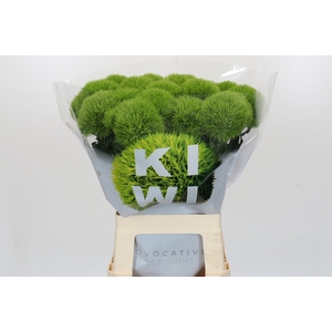 Dianthus Br Kiwi Mellow XXL
