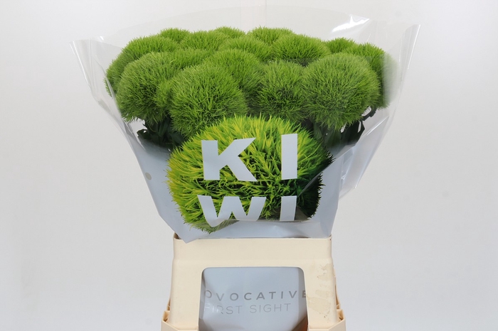 Dianthus Br Kiwi Mellow XXL