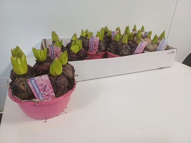 <h4>HYACIN ORIENTAL GEM</h4>