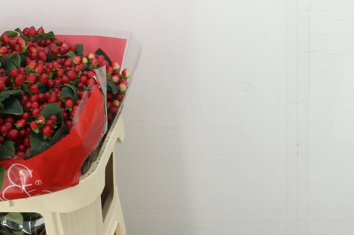 <h4>Hyp True Romance Spray</h4>