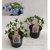 Hydrangea Hovaria