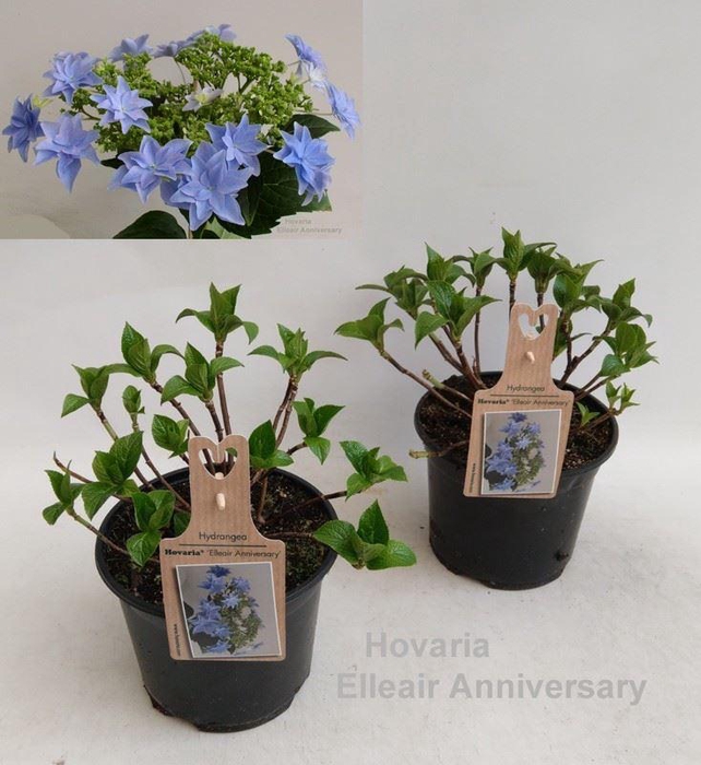 Hydrangea Hovaria
