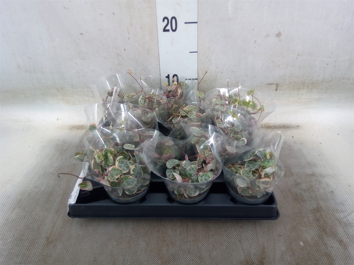 <h4>Ceropegia woodii ssp. woodii</h4>
