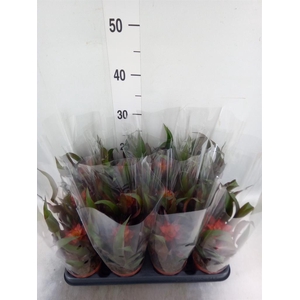 Guzmania   ...