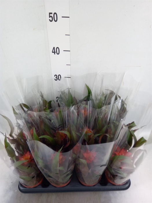 <h4>Guzmania   ...</h4>
