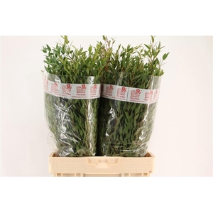 EUC PARVIFOLIA P BS