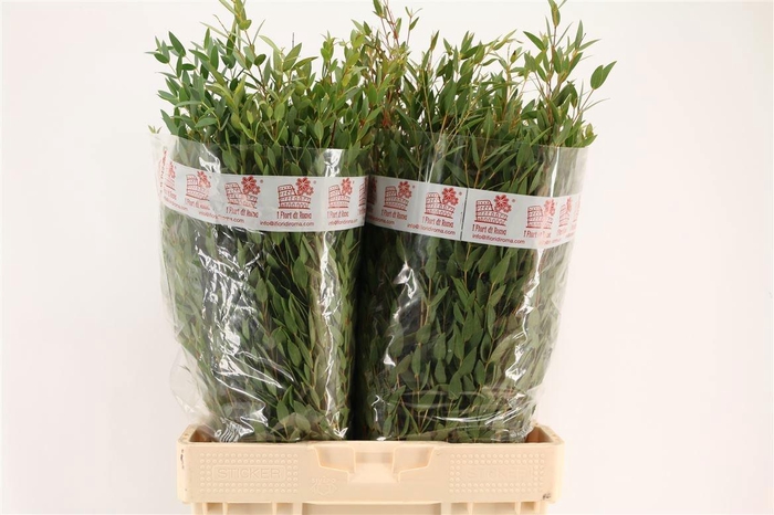 <h4>EUC PARVIFOLIA P BS</h4>