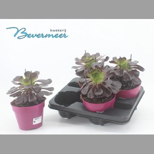 AEONIUM AB VELOURS