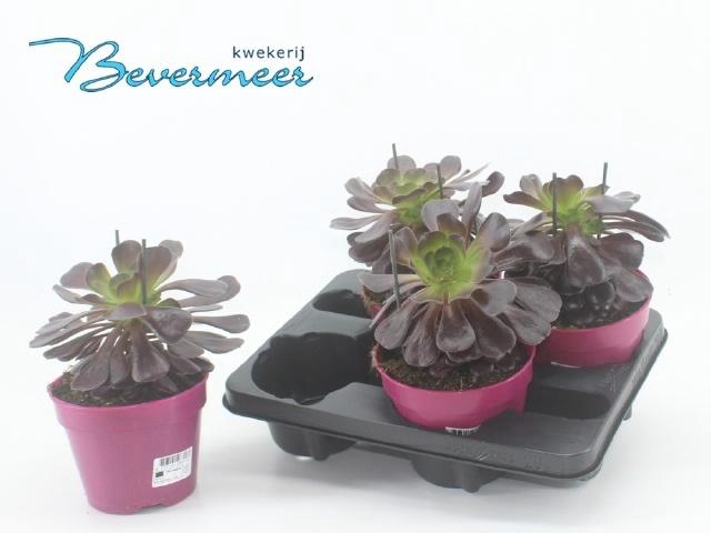 <h4>AEONIUM AB VELOURS</h4>