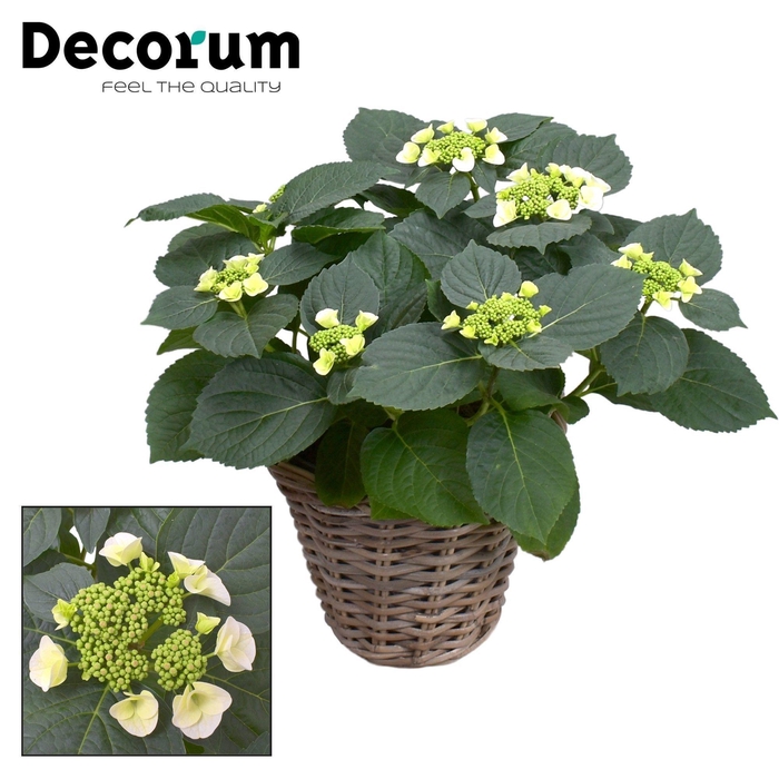 <h4>Hydrangea Teller Benxi (White) 7-12 kop in mand (Decorum)</h4>
