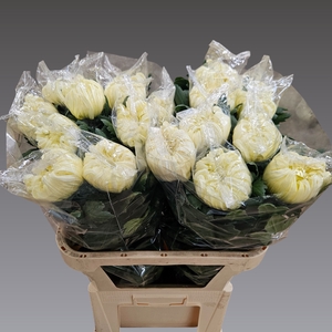 CHR G VIENNA WHITE
