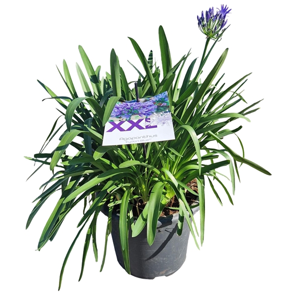 <h4>Agapanthus blauw 40cm, doorbl. grootbl XXL bl. knop in gewas</h4>