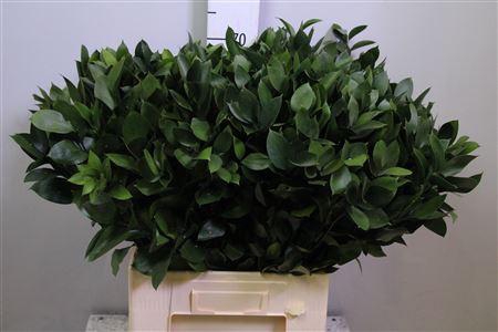 <h4>Ruscus Hypophyllum</h4>