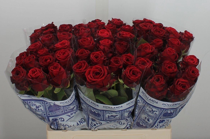 <h4>R Gr Red Naomi Hollanda 60</h4>