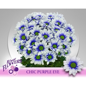 Chic Purple Eye 90 gram
