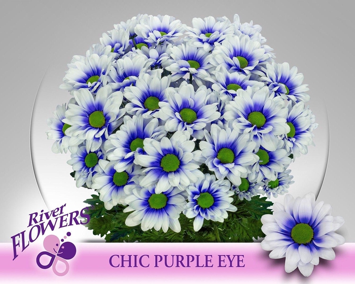 <h4>CHR T CHIC KLB H%</h4>