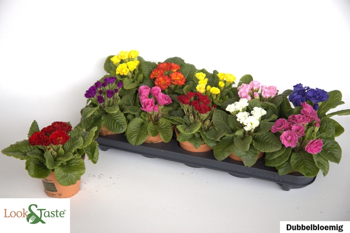 <h4>PRIM AC GEM</h4>