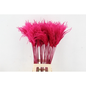 DF Miscanthus 90cm Cerise