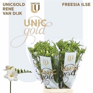 Fr En Ilse