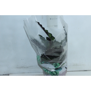 CALATHEA INSIGNIS P17