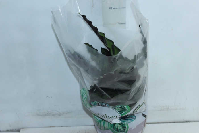 <h4>CALATHEA INSIGNIS P17</h4>