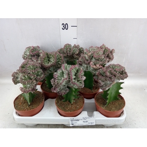 Euphorbia lactea 'Cristata'