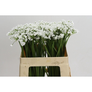 ALLIUM NEAPOLITANUM 'FLOCON'