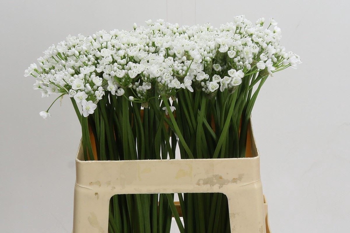 <h4>Allium neapolitanum 'Flocon'</h4>