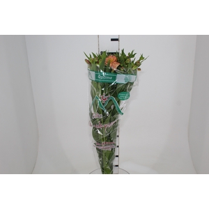 ALSTROEMERIA OPTIMA 080 CM