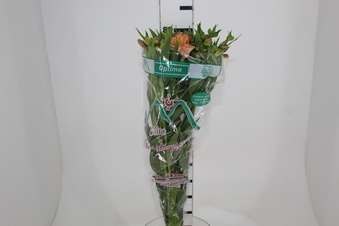 <h4>ALSTROEMERIA OPTIMA 080 CM</h4>