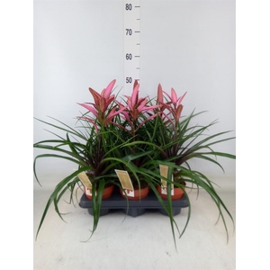 Tillandsia  'Camina'