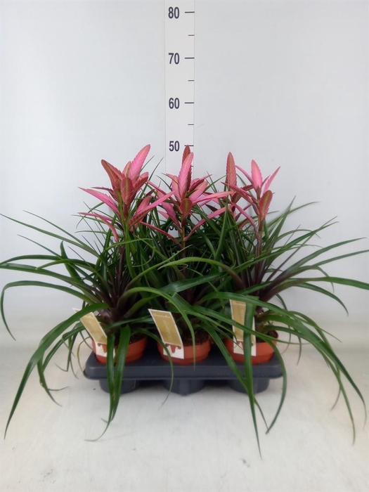 <h4>Tillandsia  'Camina'</h4>