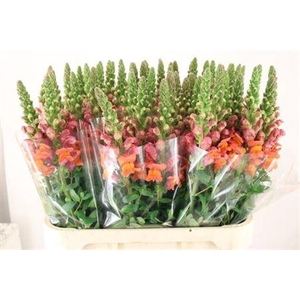 Antir Maryland Dark Orange