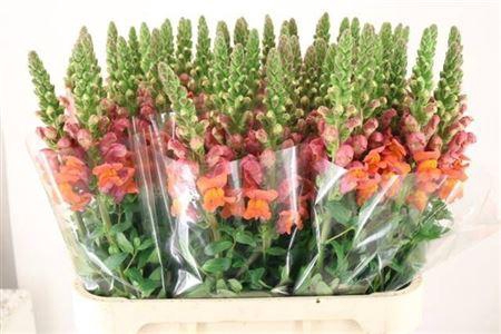 <h4>Antirrhinum Maryland Dark Orange</h4>