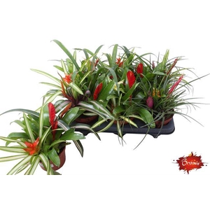 !! PROMO !! BROMELIA FESTIVAL P12