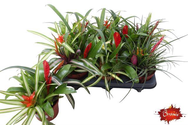 <h4>!! PROMO !! BROMELIA FESTIVAL P12</h4>