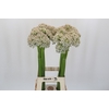 Allium Nigrum