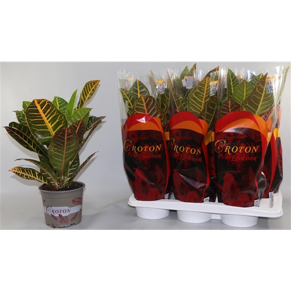 <h4>Croton Petra 17cm in Design hoes"Sunshiners®"</h4>