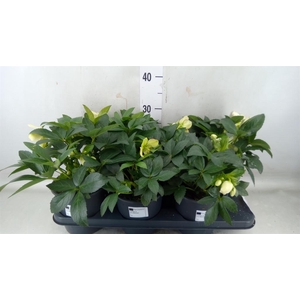 Helleborus   ...