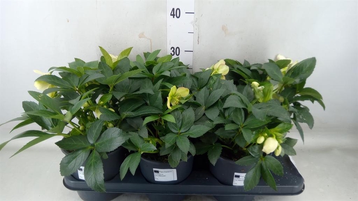 <h4>Helleborus   ...</h4>