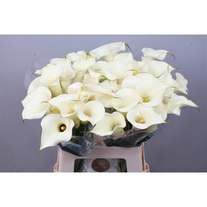 Calla Snowstar Kallaland