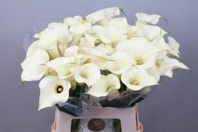 <h4>Calla Snowstar Kallaland</h4>
