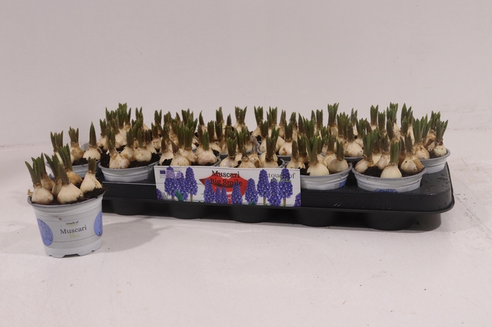 <h4>Muscar Big Smile</h4>