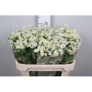 Tana Pa Single Vegmo