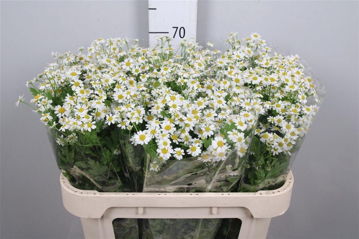 <h4>Tana Pa Single Vegmo</h4>