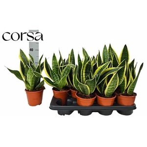 Sansev Futura Superb