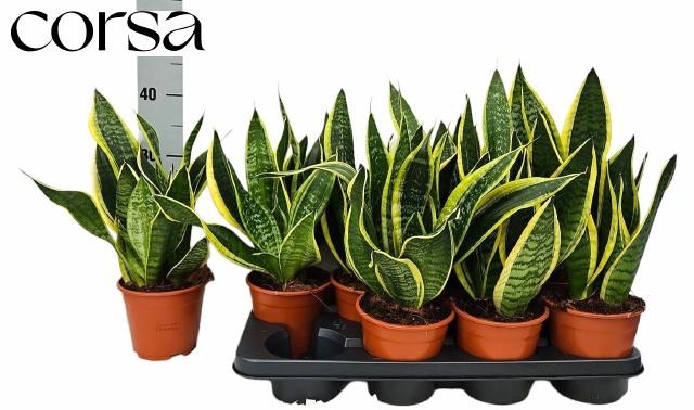 <h4>Sansev Futura Superb</h4>