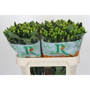 Hypericum inodorum Magical Mirage