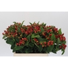 Hypericum Magical Triumph